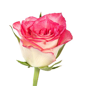 Pink Roses